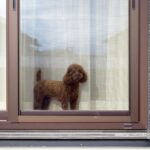愛犬　モモちゃん
