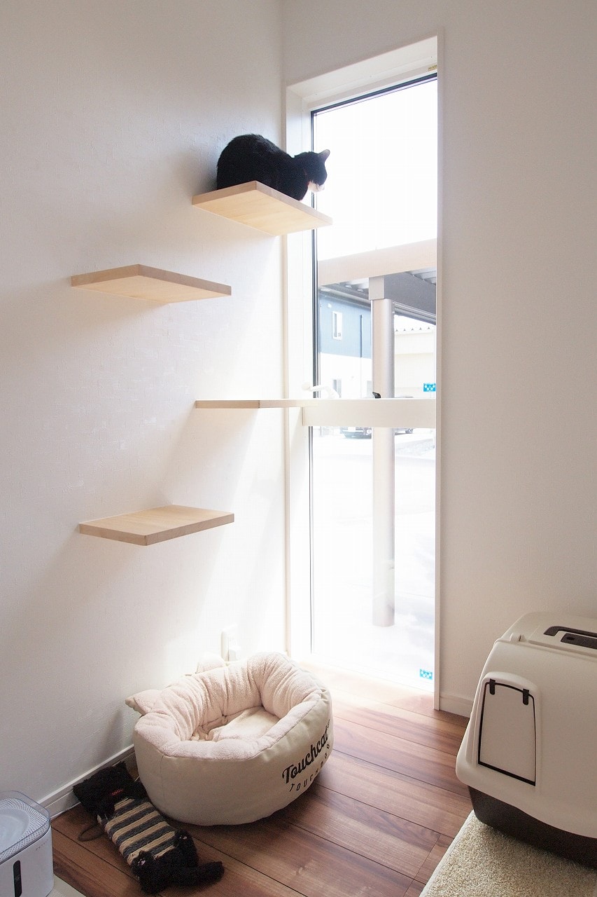 ネコ部屋