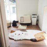 ネコ部屋②